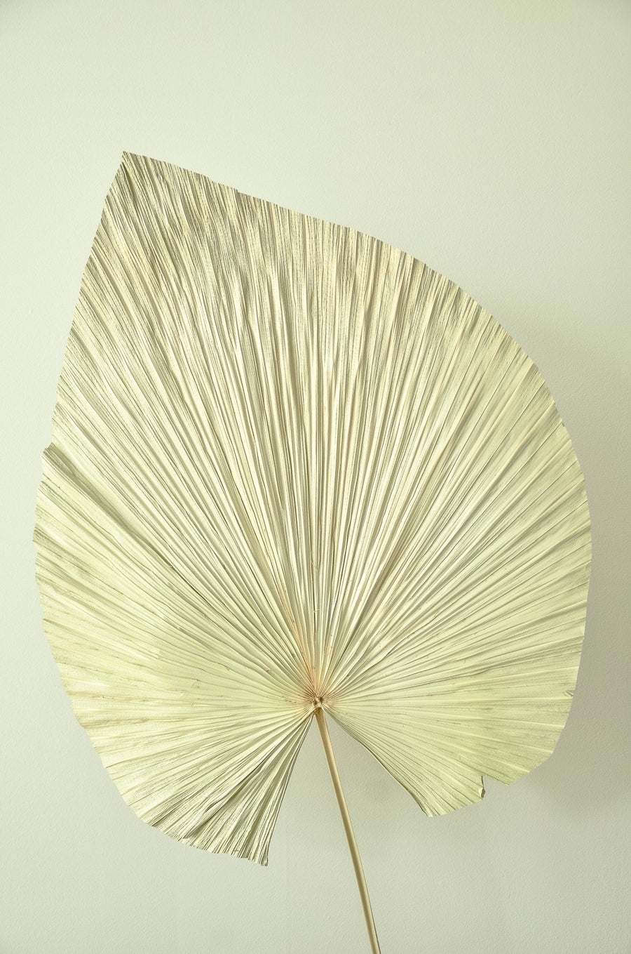 Dried Palm Fan Leaf