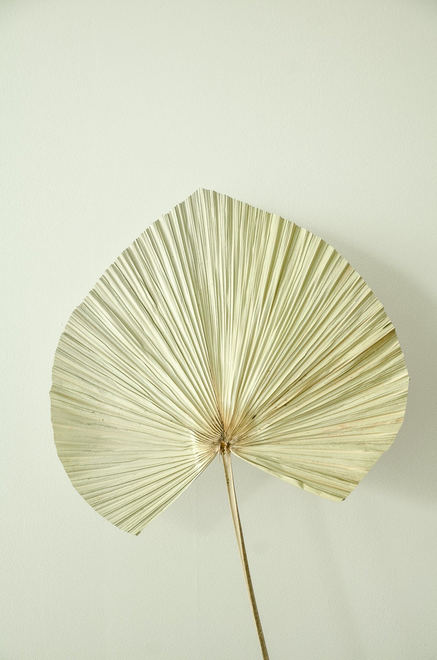 Dried Palm Fan Leaf