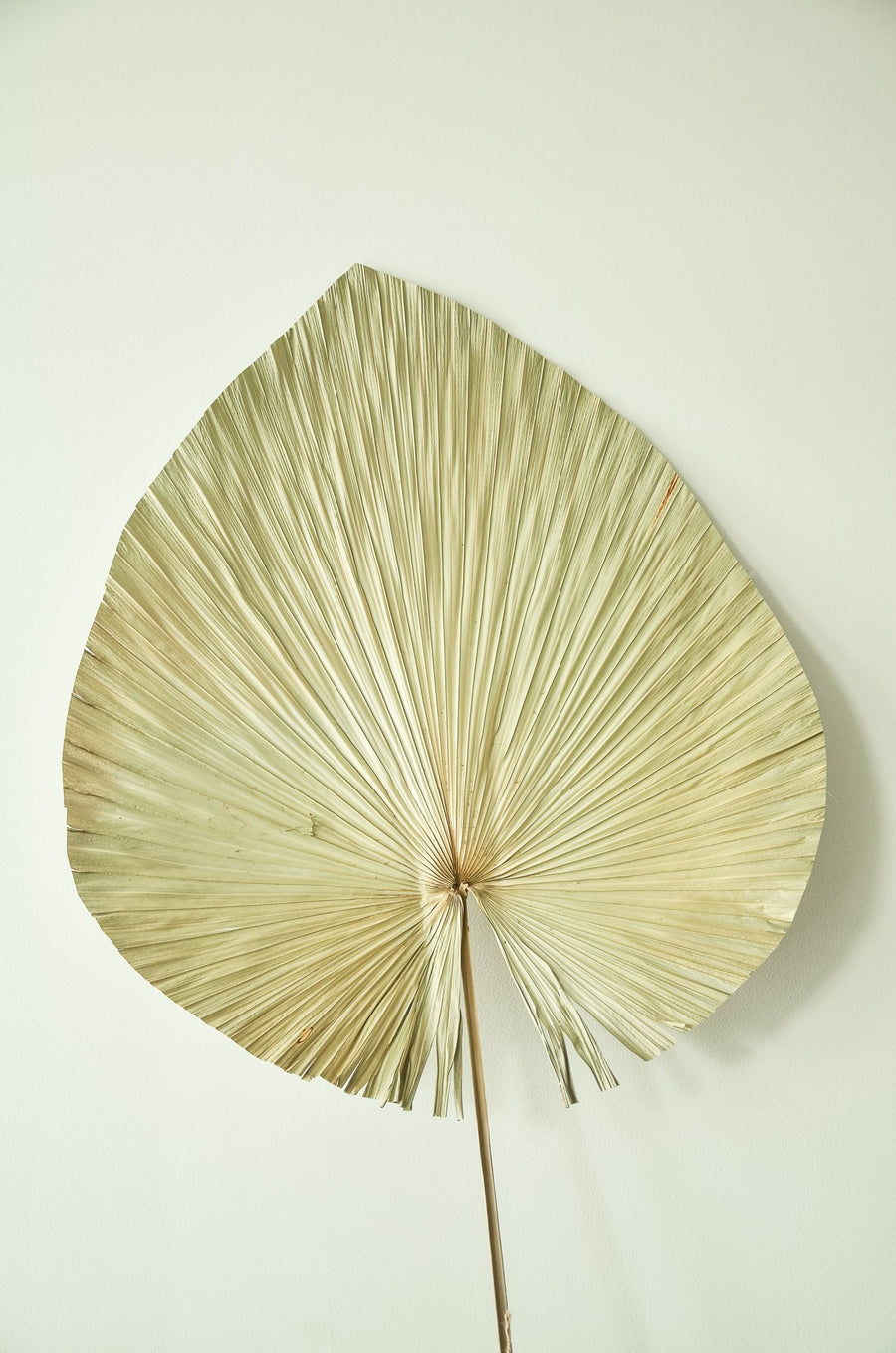 Dried Palm Fan Leaf