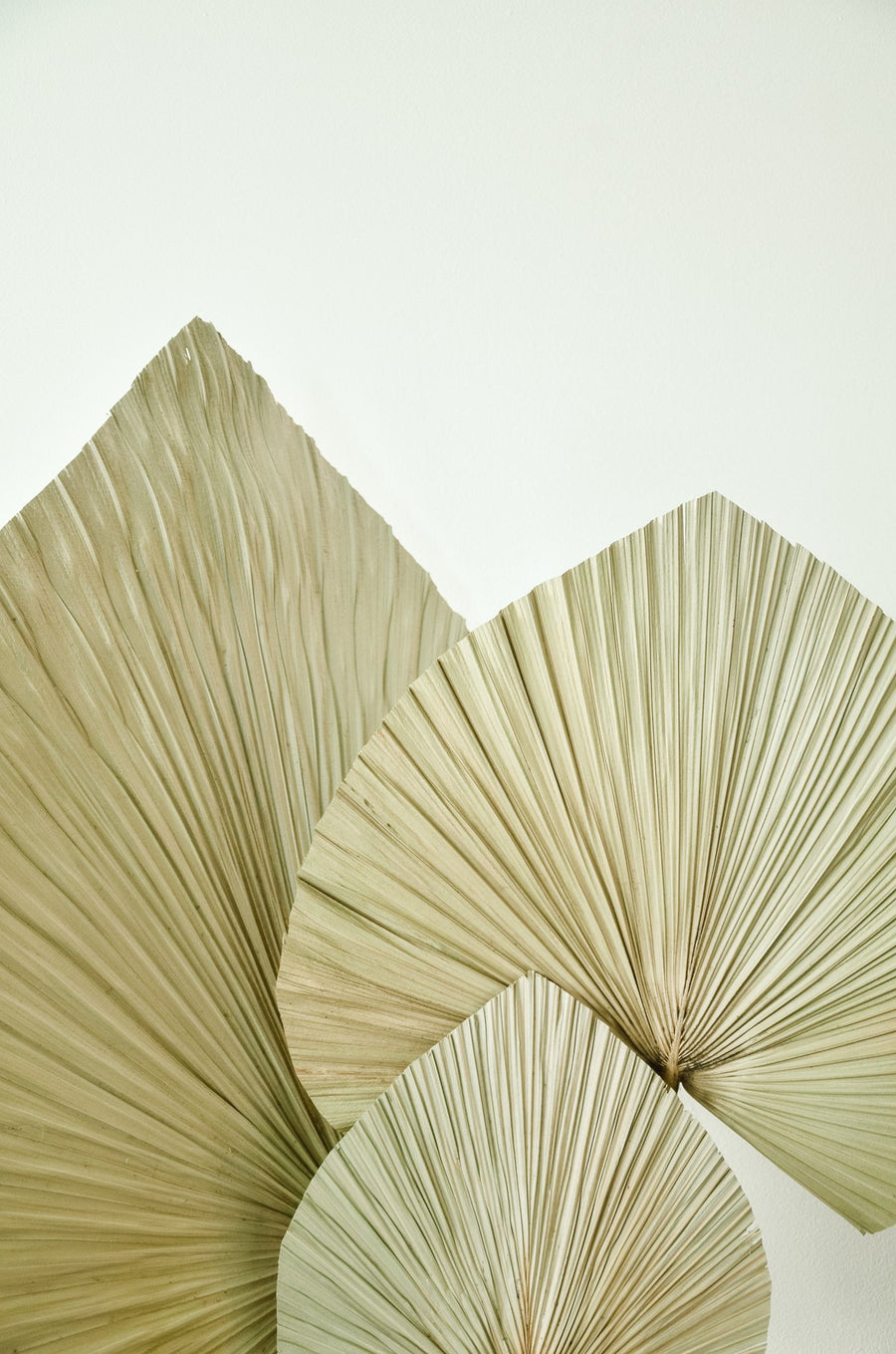 Dried Palm Fan Leaf