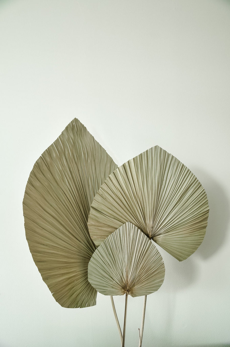 Dried Palm Fan Leaf