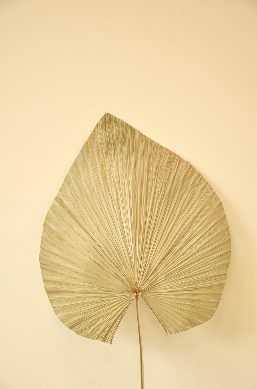 Dried Palm Fan Leaf