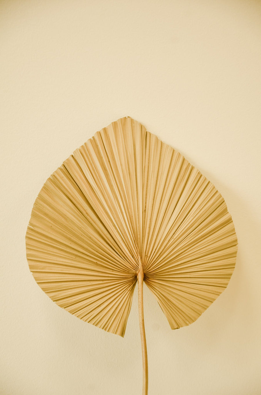 Dried Palm Fan Leaf