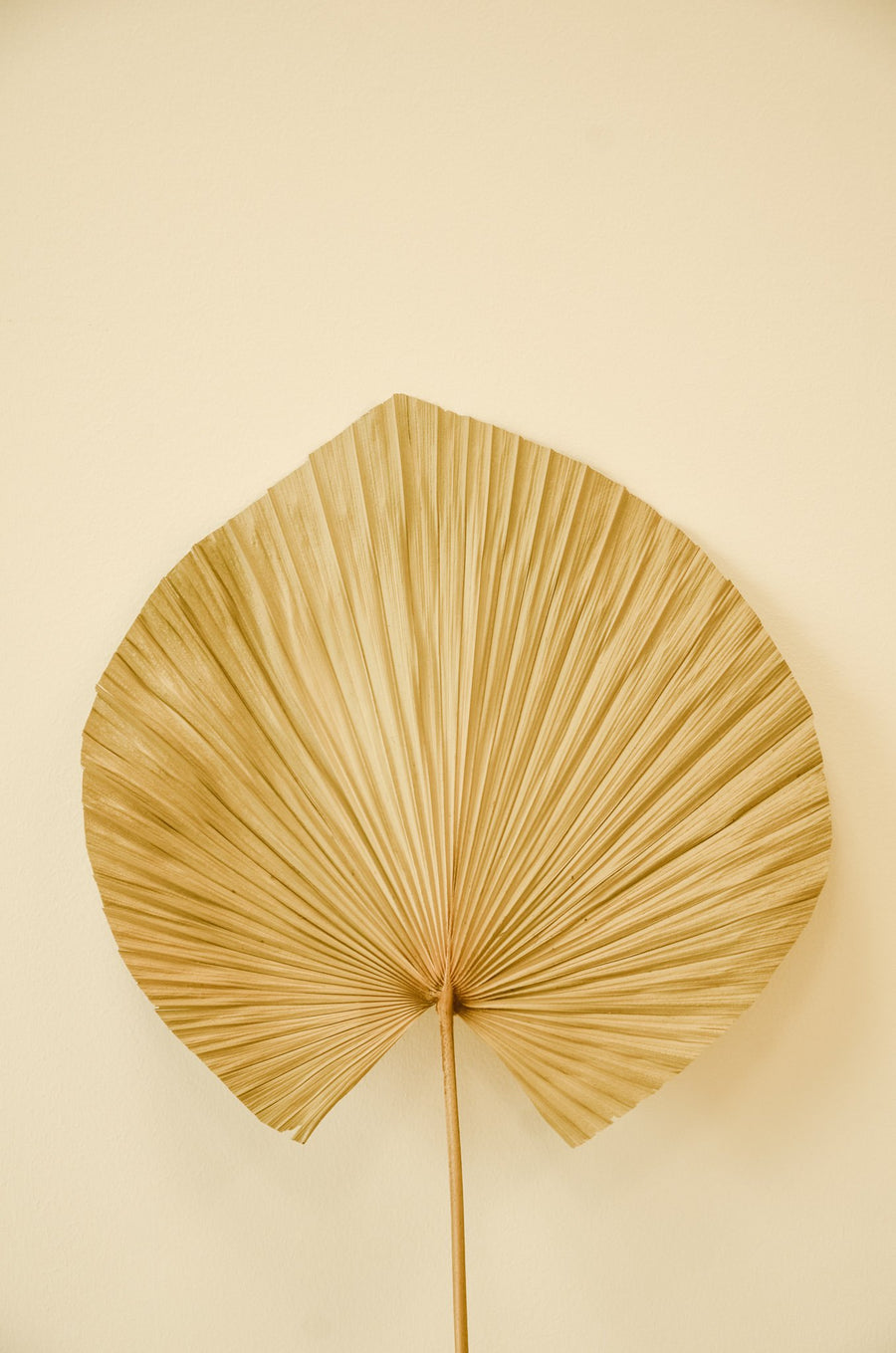 Dried Palm Fan Leaf